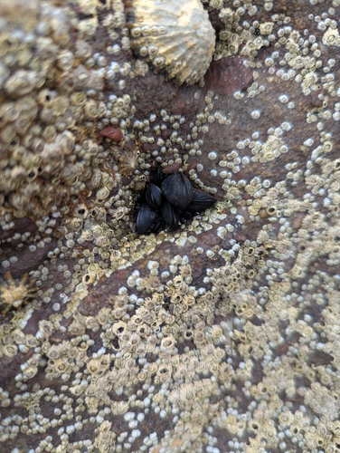 Mytilus edulis