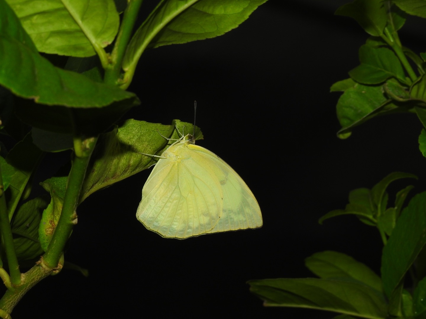 Lemon Emigrant