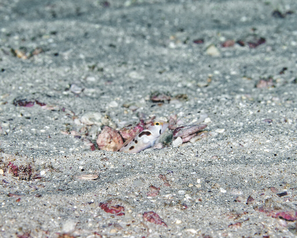 Sentinel Shrimpgoby