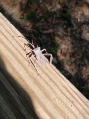 Acanthocephala declivis