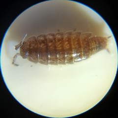 Trichoniscus pusillus