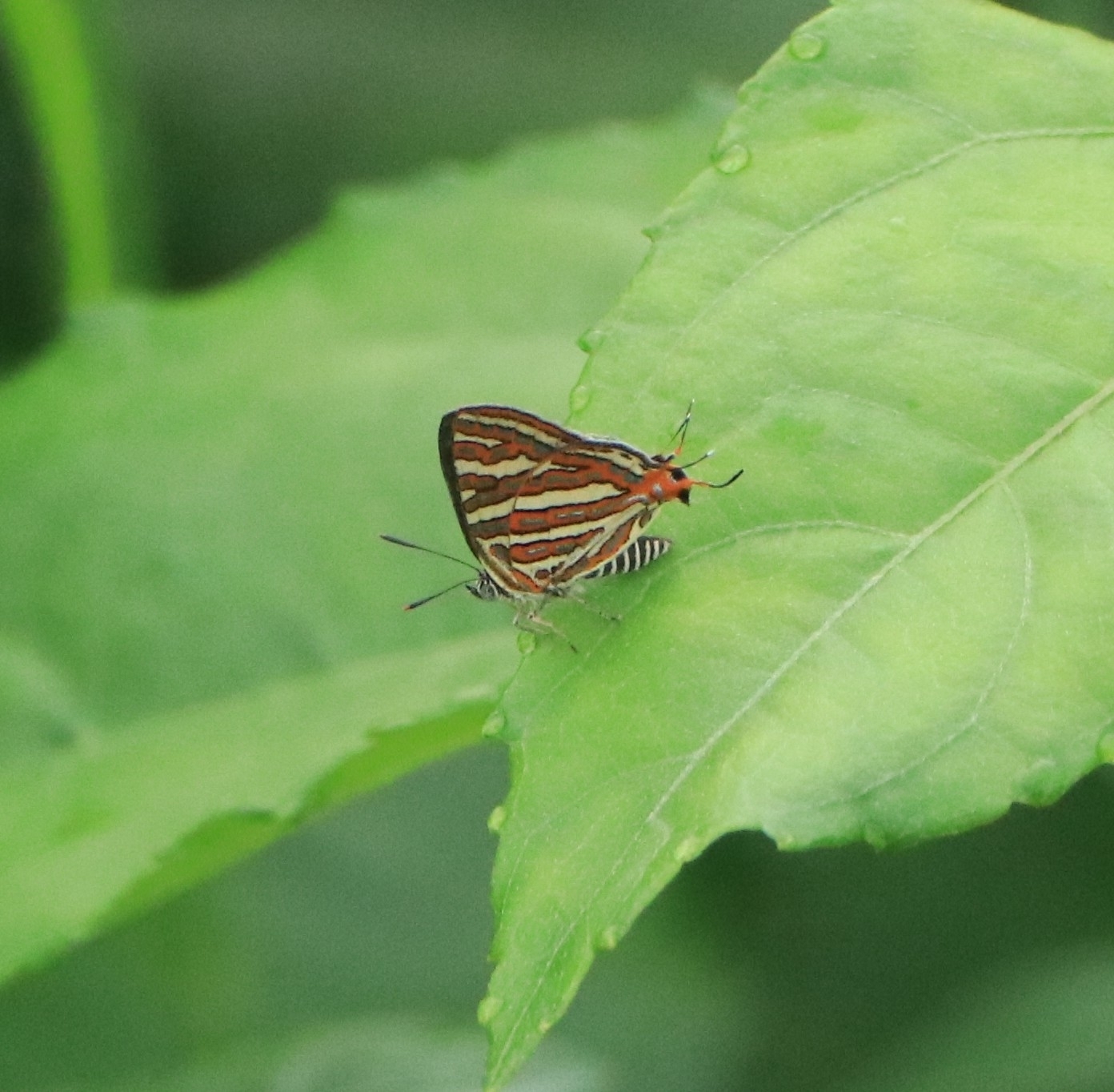 Common Silverline
