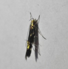 Cosmopterix nitens