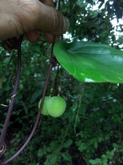 Passiflora megacoriacea