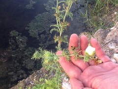 Argemone albiflora texana