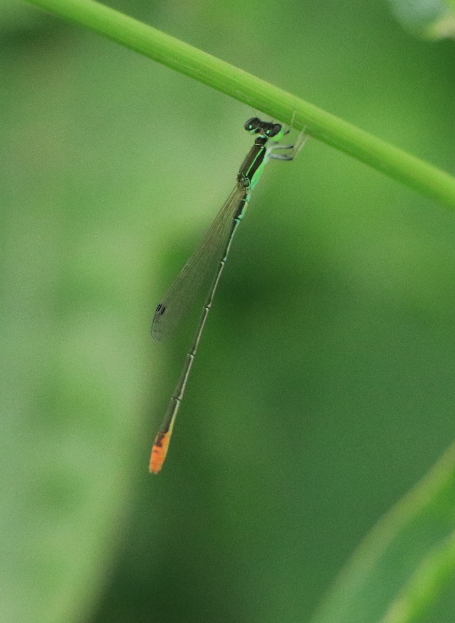 Pygmy Dartlet