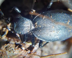 Cychrus caraboides