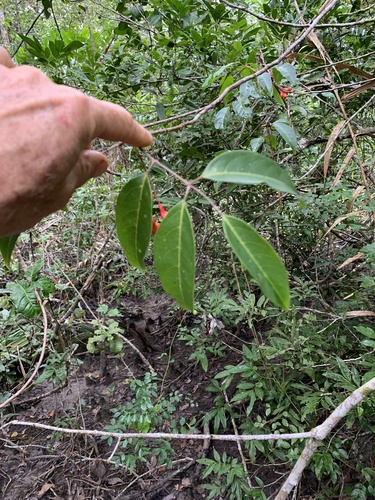 Mischocarpus exangulatus observed 2025-07-06