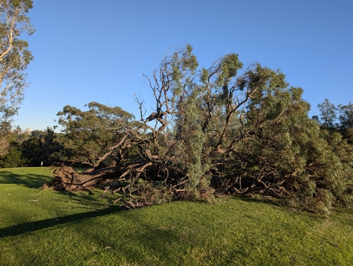 Eucalyptus nicholii, 2025-07-04