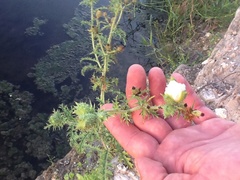 Argemone albiflora texana