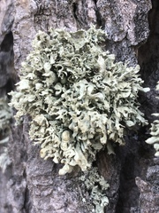 Ramalina obtusata