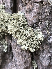 Ramalina obtusata