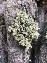 Ramalina obtusata