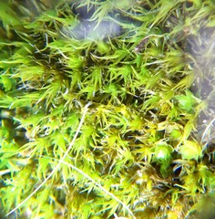 Grimmia trichophylla