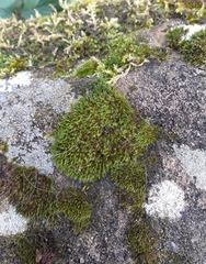 Grimmia trichophylla