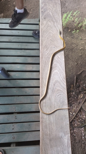 Common Tree Snake sighting