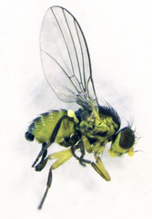 Liriomyza clianthi