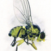 Liriomyza clianthi - Photo (c) Stephen Thorpe, algunos derechos reservados (CC BY-NC), subido por Stephen Thorpe