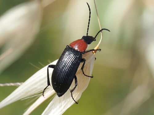 Heliotaurus ruficollis