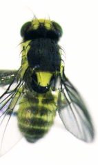 Liriomyza clianthi