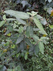 Acalypha nemorum