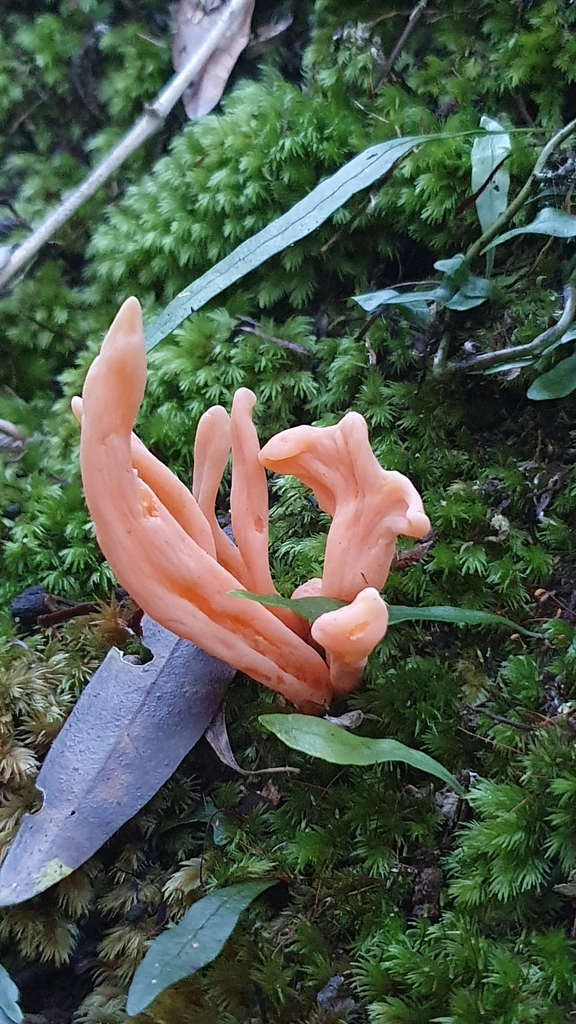 Clavulinopsis sulcata · July 2025 · photo: © sydney75 (iNaturalist, cc-by)