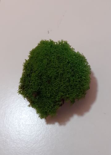 Streblotrichum convolutum