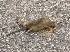Sigmodon arizonae