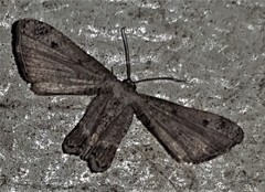 Phazaca interrupta