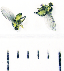 Liriomyza clianthi