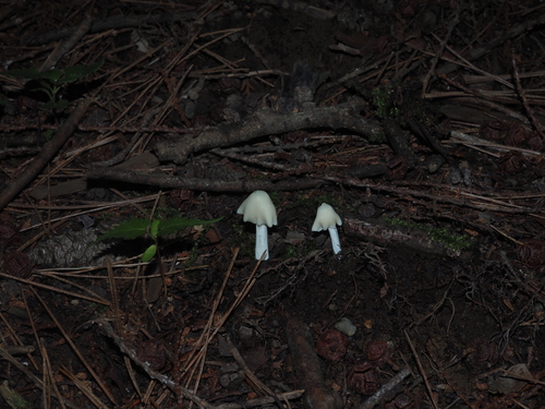 Entoloma album