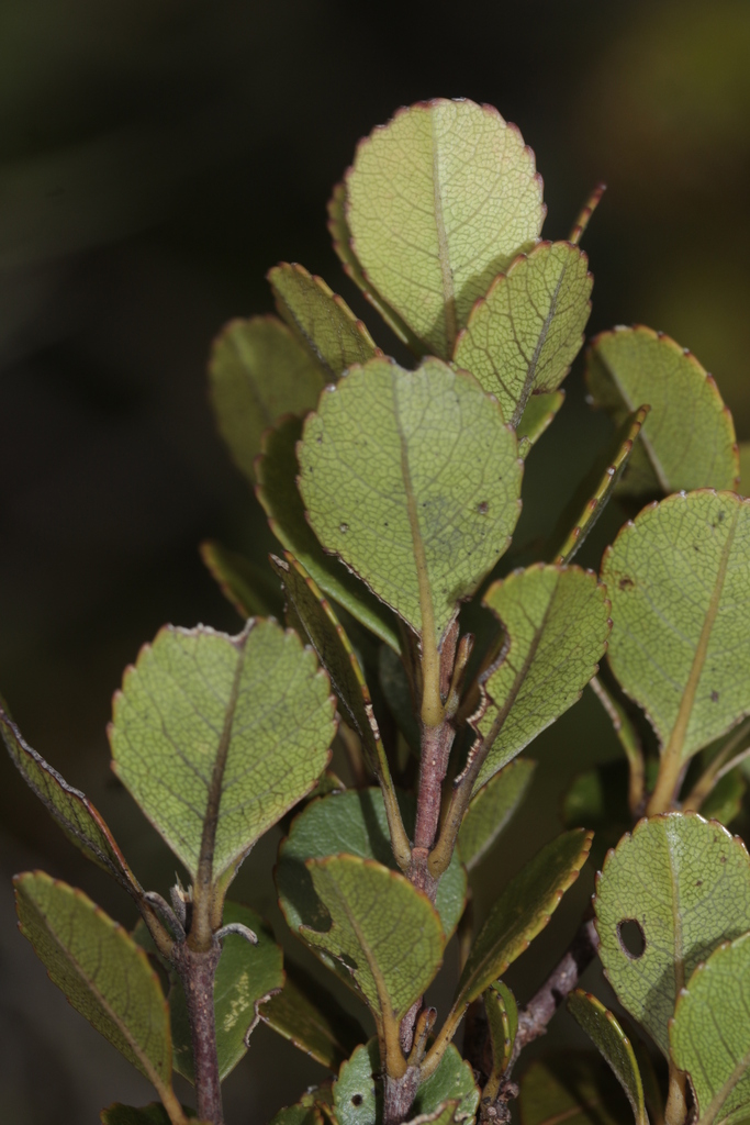 Pancheria engleriana