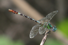 Erpetogomphus eutainia
