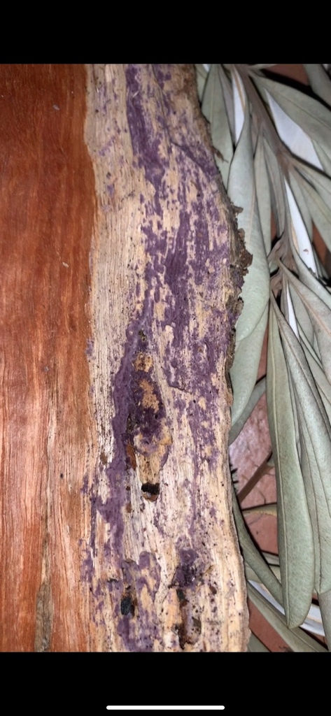 Phlebiopsis crassa · July 2025 · photo: © tessskye (iNaturalist, cc-by)