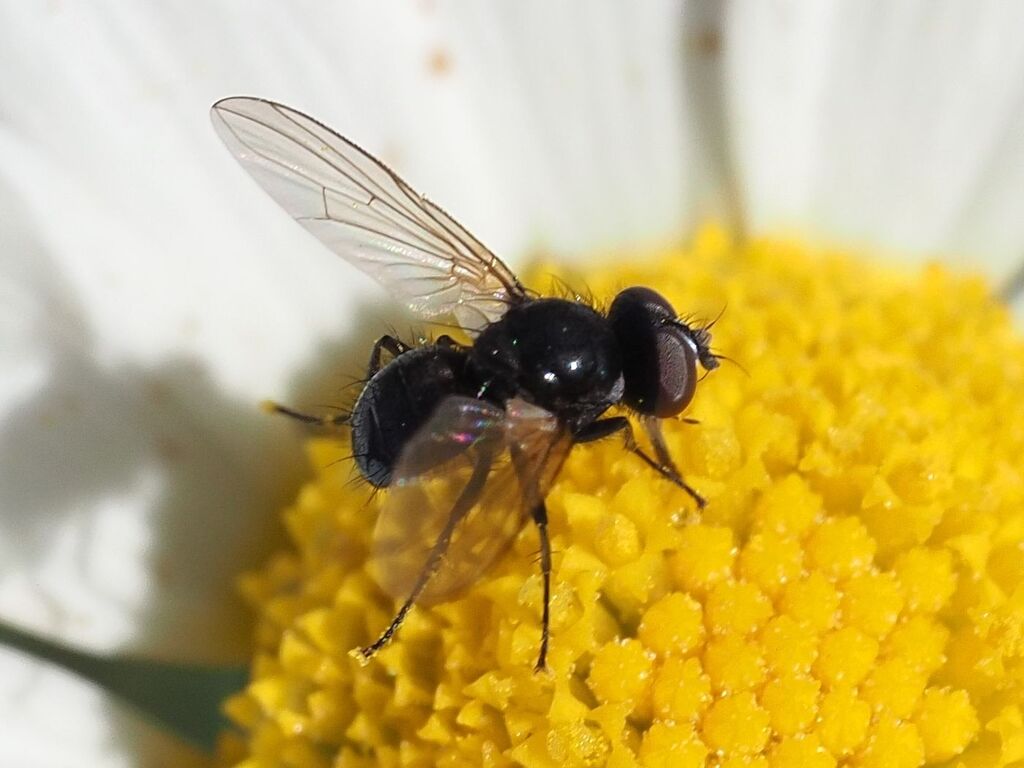 Phania albisquama
