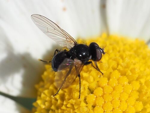 Phania albisquama
