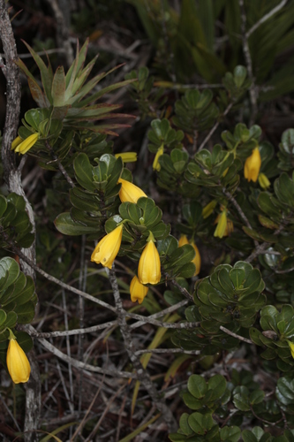 Thiollierea pachyphylla observed 2025-05-27