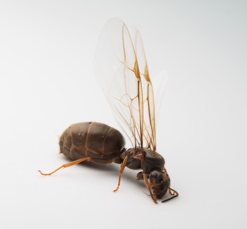 Lasius grandis