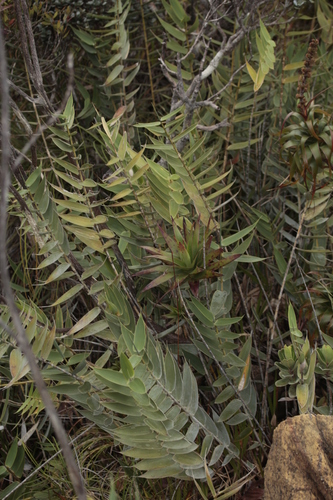 Greslania circinata observed 2025-05-27