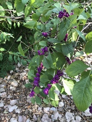Callicarpa americana