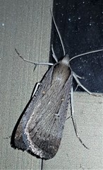 Tathorhynchus fallax