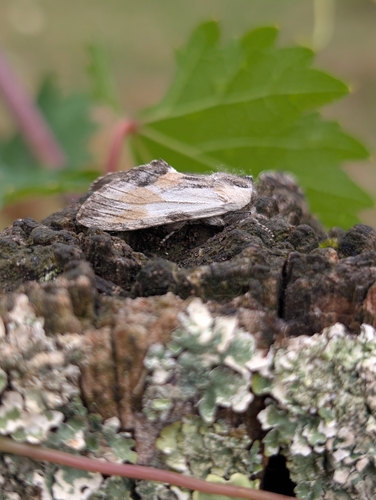 Harpyia milhauseri