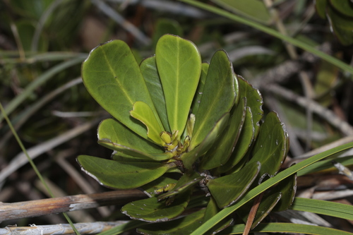 Thiollierea pachyphylla observed 2025-05-27