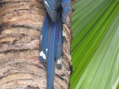 Phoeniculus purpureus