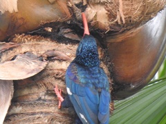 Phoeniculus purpureus