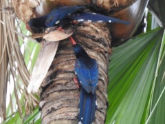 Phoeniculus purpureus