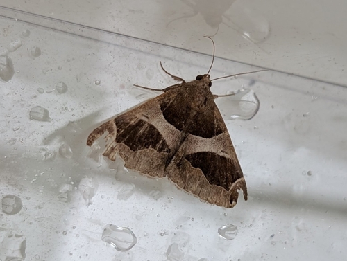 Dysgonia algira