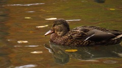 Anas platyrhynchos