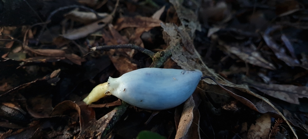 Clavogaster virescens · July 2025 · photo: © andrew_poad (iNaturalist, cc-by)