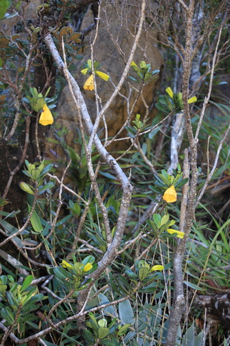 Thiollierea pachyphylla observed 2025-05-28